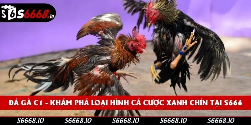 Đá Gà C1 - Khám Phá Loại Hình Cá Cược Xanh Chín Tại S666