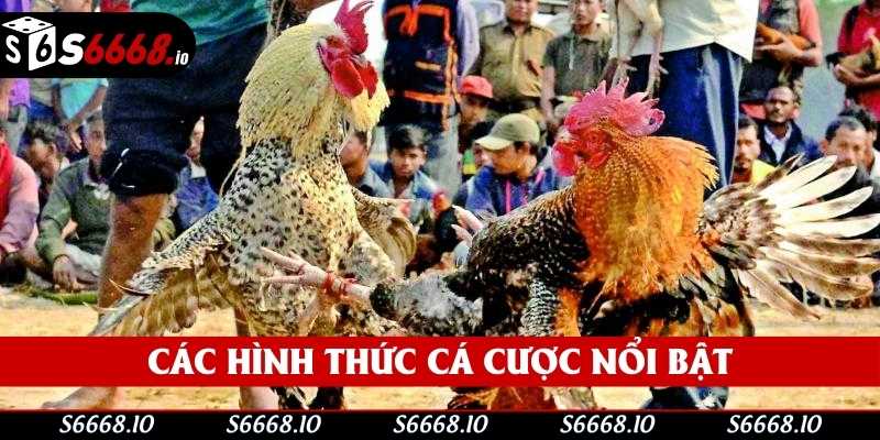 Các hình thức cá cược nổi bật