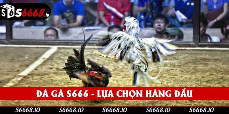Đá gà S666 trở thành lựa chọn hàng đầu